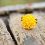 Mustard-Yellow Chrysanthemu..