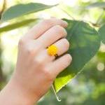 Mustard-Yellow Chrysanthemu..