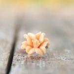 Pale-Peach Lily Flower Anti..