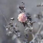 Ivory, Moss, Pale Pink-Peac..